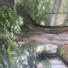 Attēlu rezultāti vaicājumam “Phellinus ferruginosus”