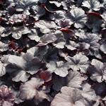 Image result for Heuchera `Swirling Fantasy`