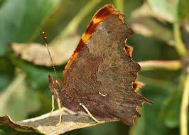 Attēlu rezultāti vaicājumam “Polygonia c-album underside”