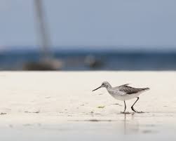 Attēlu rezultāti vaicājumam “Tringa nebularia”