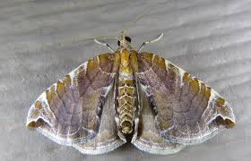 Attēlu rezultāti vaicājumam “Eulithis sp.”