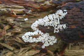 Attēlu rezultāti vaicājumam “Arcyria cinerea”