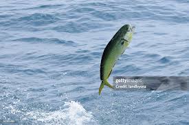 Image result for Coryphaena hippurus