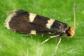 Attēlu rezultāti vaicājumam “Incurvariidae”