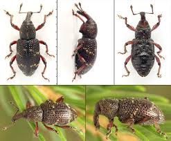 Attēlu rezultāti vaicājumam “Hylobius pinastri”