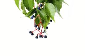 Attēlu rezultāti vaicājumam “Parthenocissus quinquefolia fruit”