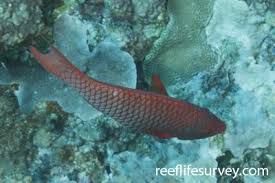 Image result for Scarus zelindae