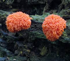 Attēlu rezultāti vaicājumam “Tubiferaceae”