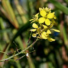 Attēlu rezultāti vaicājumam “Sinapis arvensis flower”