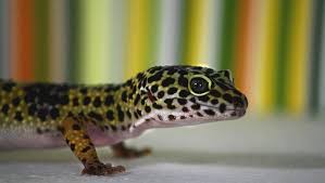 Image result for gravidity leopard gecko