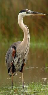 Image result for heron