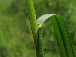 Attēlu rezultāti vaicājumam “Melica nutans”