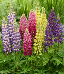 Image result for Lupinen