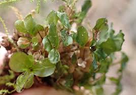 Attēlu rezultāti vaicājumam “Rhizomnium punctatum sporophyte”