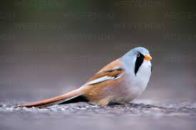 Attēlu rezultāti vaicājumam “Panurus biarmicus male”