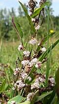 Attēlu rezultāti vaicājumam “Cuscuta epithymum subsp. trifolii flower”