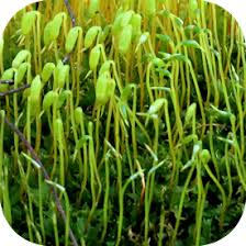 Attēlu rezultāti vaicājumam “Plagiomnium cuspidatum sporophyte”