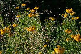 Attēlu rezultāti vaicājumam “Briza media flower”