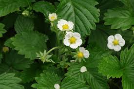 Attēlu rezultāti vaicājumam “Fragaria x ananassa flower”