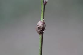 Attēlu rezultāti vaicājumam “Lasioptera rubi”