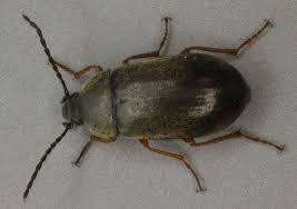 Attēlu rezultāti vaicājumam “Isomira murina”