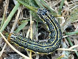 Attēlu rezultāti vaicājumam “Protoschinia scutosa”