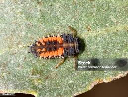 Attēlu rezultāti vaicājumam “Psyllobora vigintiduopunctata larva”