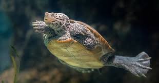 Image result for Malaclemys terrapin