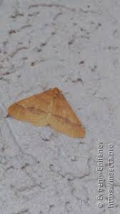 Attēlu rezultāti vaicājumam “Pinthaeus sanguinipes imago”