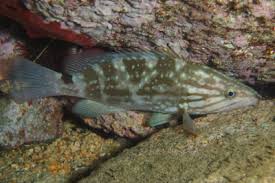 Image result for Epinephelus costae