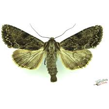 Attēlu rezultāti vaicājumam “Melanchra persicariae”