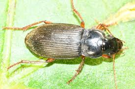 Attēlu rezultāti vaicājumam “Pseudoophonus rufipes”