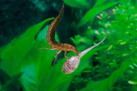 Attēlu rezultāti vaicājumam “Dytiscus sp. larva”