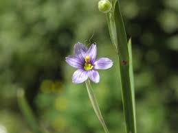 Attēlu rezultāti vaicājumam “Sisyrinchium montanum”