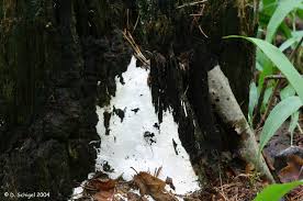 Attēlu rezultāti vaicājumam “Perenniporia medulla-panis”