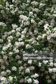 Attēlu rezultāti vaicājumam “Philadelphus coronarius”