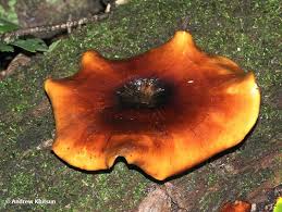 Attēlu rezultāti vaicājumam “Polyporus badius”