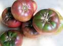 Cherokee Purple TOMATO 0.16 g [49106] - $2.50 : Southern Exposure ...