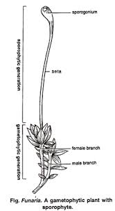 Attēlu rezultāti vaicājumam “sporophyte”