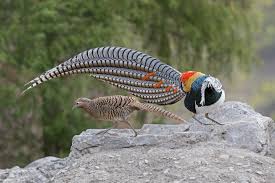 Image result for Chrysolophus amherstiae