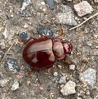 Attēlu rezultāti vaicājumam “Chrysolina staphylaea”