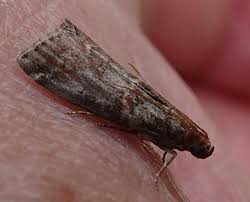 Attēlu rezultāti vaicājumam “Acrobasis advenella”