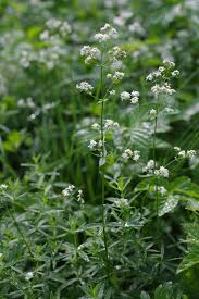 Attēlu rezultāti vaicājumam “Galium boreale”