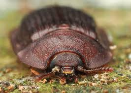 Attēlu rezultāti vaicājumam “Peltis grossa”