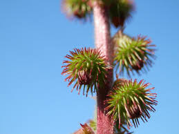 Attēlu rezultāti vaicājumam “Agrimonia eupatoria fruit”