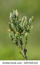 Attēlu rezultāti vaicājumam “Salix myrtilloides”