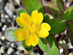 Attēlu rezultāti vaicājumam “Portulaca oleracea leaf”