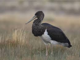 Attēlu rezultāti vaicājumam “Ciconia ciconia juvenile”