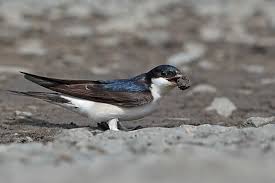 Attēlu rezultāti vaicājumam “Delichon urbicum adult”