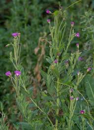 Image result for Weidenröschen